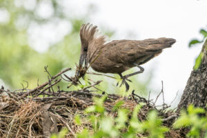 Queen Elizabeth National Park
