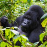 Primate Safaris