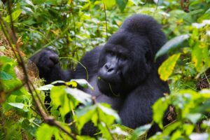 Kibale National Park